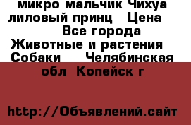 микро мальчик Чихуа лиловый принц › Цена ­ 90 - Все города Животные и растения » Собаки   . Челябинская обл.,Копейск г.